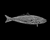 Brook Trout X-ray