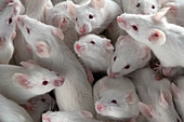 Many Lab Mice