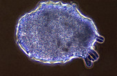 Amoeba proteus (LM)