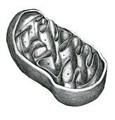 Mitochondrion,artwork