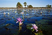 Water lilies (Nymphaea sp.)