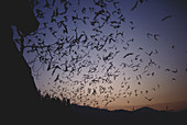 Bats in Thailand