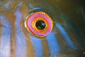 Razorfish eye