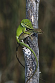 Mating Anoles