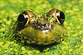 Green Frog hiding in Duckweed