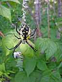 Yellow Orb Weaver Garden Spider
