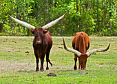 Ankole-Watusi Cattle