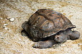 Seychelles Giant Tortoise