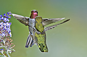 Anna's Hummingbirds