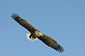 White-tailed Eagle