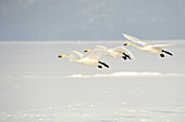 Whooper Swans