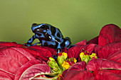 Dart Frog,Dendrobates auratus