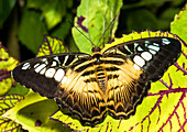 Clipper Butterfly