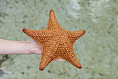 Child with sea star