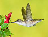 Ruby-Throated Hummingbird (Female)