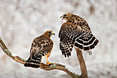 Red-shouldered Hawks