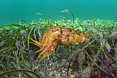 Juvenile Giant Cuttlefish