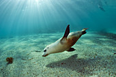 Australian Sea Lion