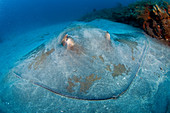 Roughtail Stingray