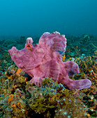 Paddle-flap Scorpionfish