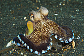 Veined Octopus