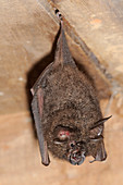 Lesser Woolly Horseshoe bat