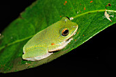 Golden-eyed Shrub frog
