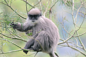 Purple-faced Langur