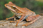 Montane hour-glass tree frog