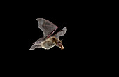 Cave myotis bat catches beetle