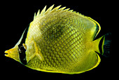 Latticed Butterflyfish