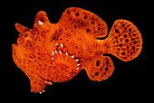 Frogfish