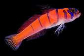 Catalina Goby