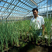 Technician with rice experiments