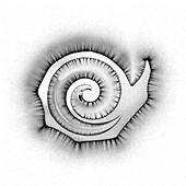 Kirlian photo of a shell