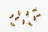 Drosophila variations