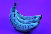 Ripe Bananas in UV Light