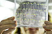 Arabidopsis seedlings in lab