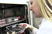 Scientist with cell culture