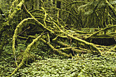 Hoh Rainforest,Olympic NP