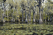 Tupelo Gum Forest