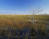 Everglades Sawgrass Prairie