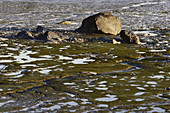 Tidal Mudflats in Alaska,USA