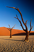 Sand dunes,Namibia