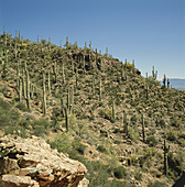 Tonto National Monument,Arizona,USA