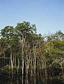 Amazon Vegetation