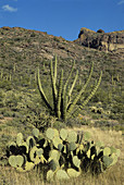Organ Pipe and Prickly Pear