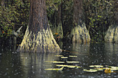 Swamp Gas in Okefenokee
