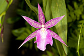 Orchid Trichocentrum