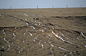 Soil Erosion on KS Pasture Slope